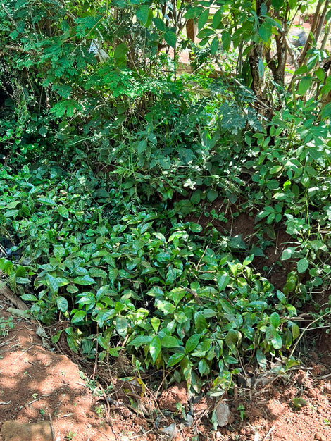 Tree Nursery