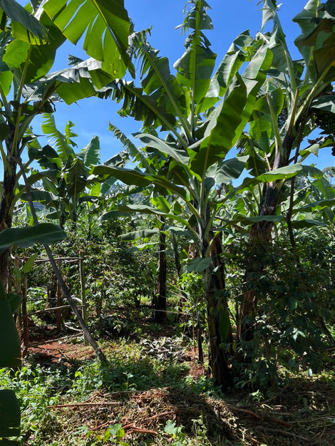Agroforestry Project
