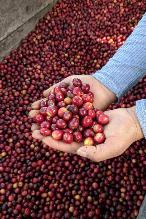 Photo of a person holding coffee cherries in their hands. 