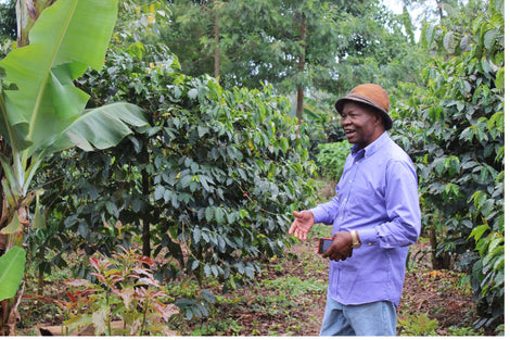 Nelson Muchiri of Kanelite, part of the Kushikamana group on the farm by coffee trees.