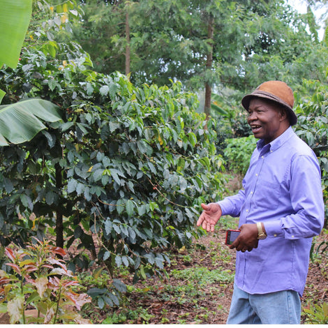 Avocado Nursery
