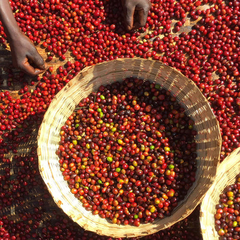 Coffee Basics: Processing