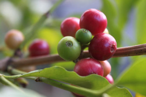 Close up image of coffee growing on a branch.