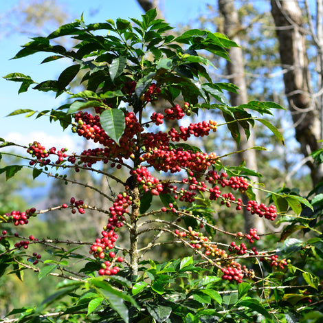 Coffee Basics: Seasonality