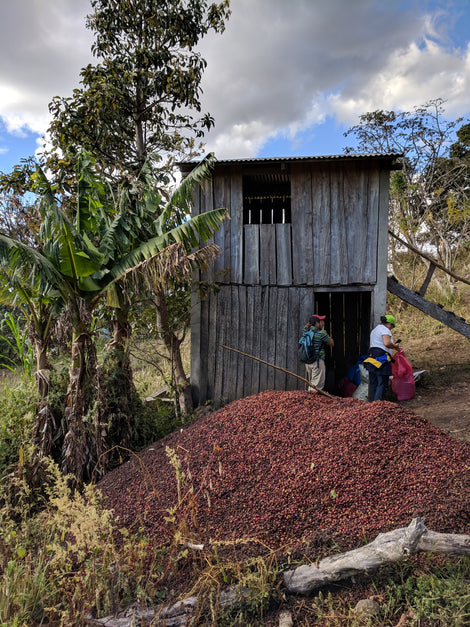 Photo of a wooden structure at Cinco de Junio with a large mound of coffee cherries on the ground outside. 