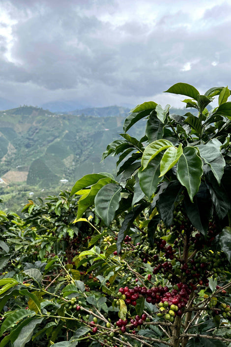 Photo of coffee plants in Colombia.
