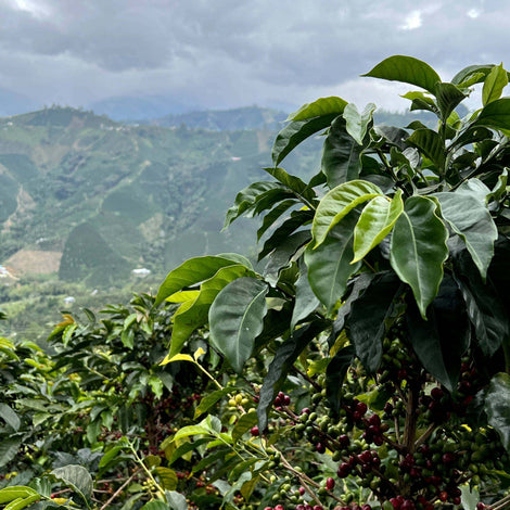 Coffee Buying Research