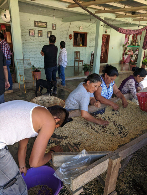 CAFECO members sorting dry coffee.