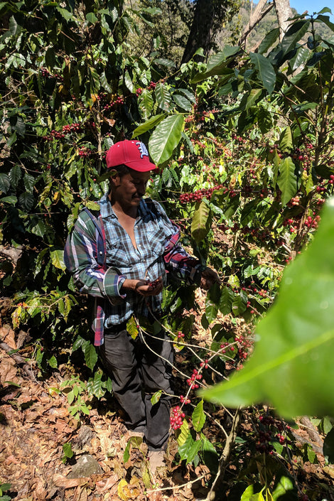 Photo of a coffee farmer from Cinco do Junio picking coffee cherries. 