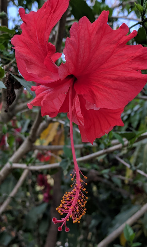 Photo of a hibiscus flower in Guatemala