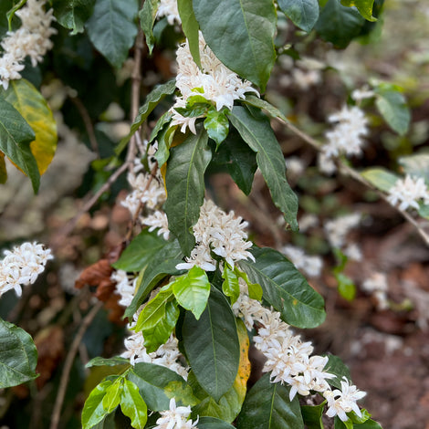 India’s Arabica Coffee Varieties