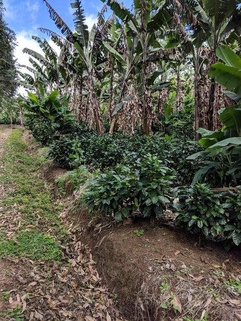 Image of coffee trees and shade trees on the Finca Aurora farm.