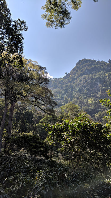 Photo of greenery covering the ground and mountains at Finca Nueva Armenia.