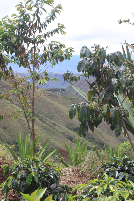 Photo of a coffee tree and shade tree in the foreground with rolling green hills in the background.