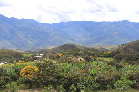 Photo of lush flora at Cueva de los Llanos. In the background are large mountains.