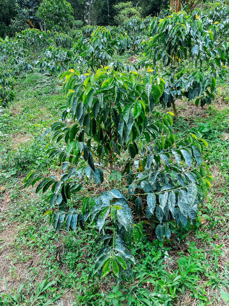 Soil Fertility Management
