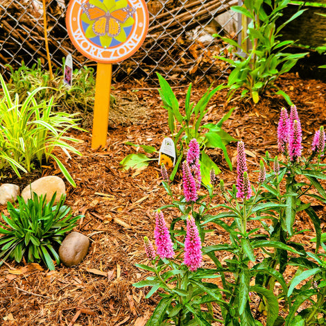 Pollinator Garden