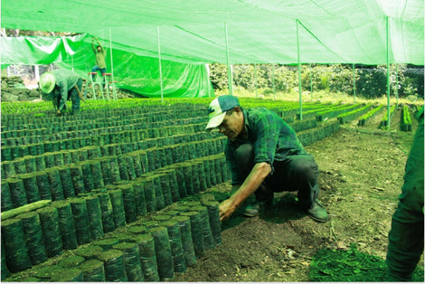 Photo of a La Voz coffee farmer kneeling down to plant coffee in a greenhouse.