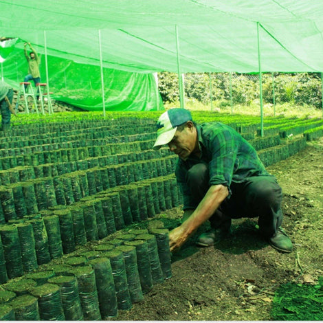 Plant Nursery