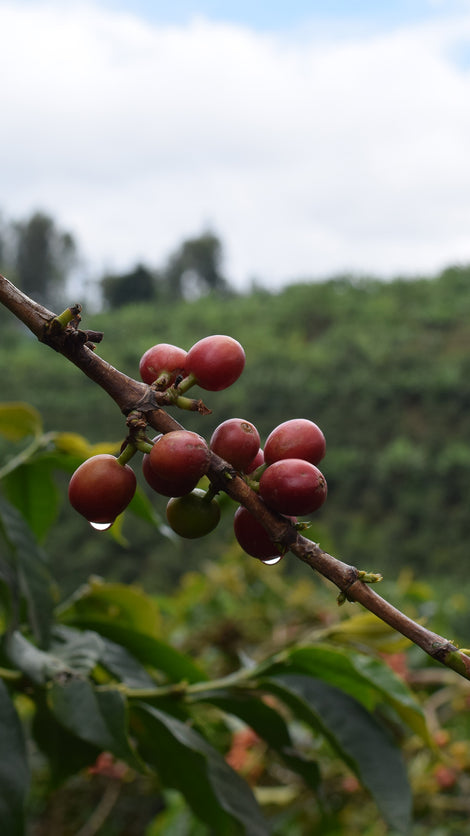 Close up of coffee cherries growing on a branch on Mathew's coffee farm. 