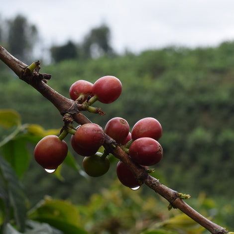 Macadamia Trees