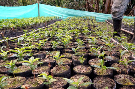 Photo of coffee seedlings growing.