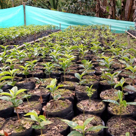 Seed Bank