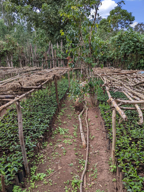 Seedling Nursery