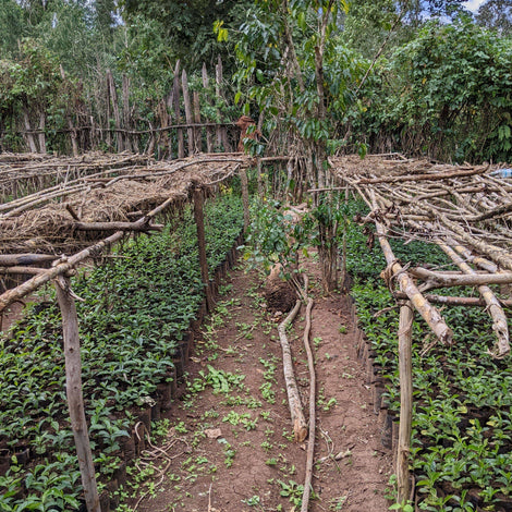 Seedling Nursery