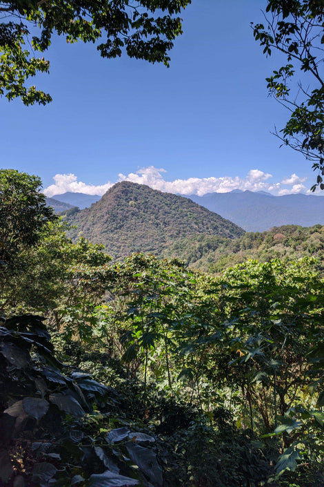 Photo of coffee growing on a CAFECO farm in Mexico.