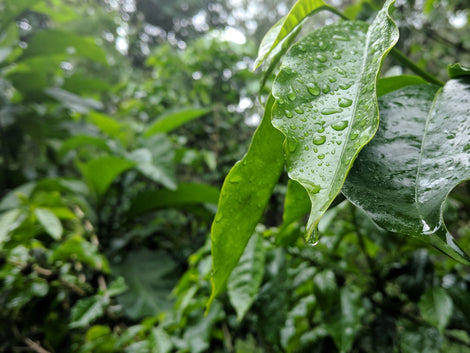 Vermiculture