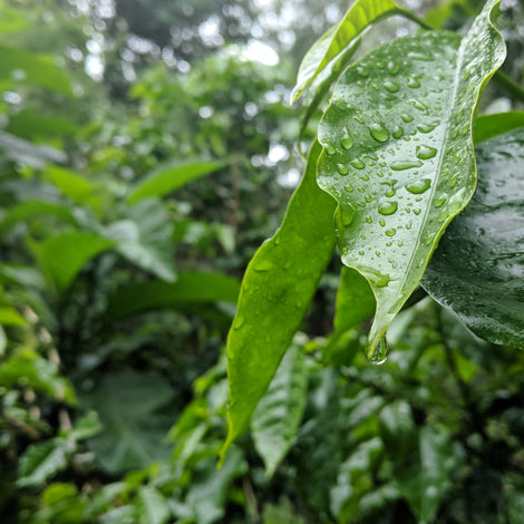 Vermiculture
