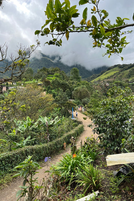 Photo of the path leading up the steep mountains and into the clouds in the mountains of Colombia.