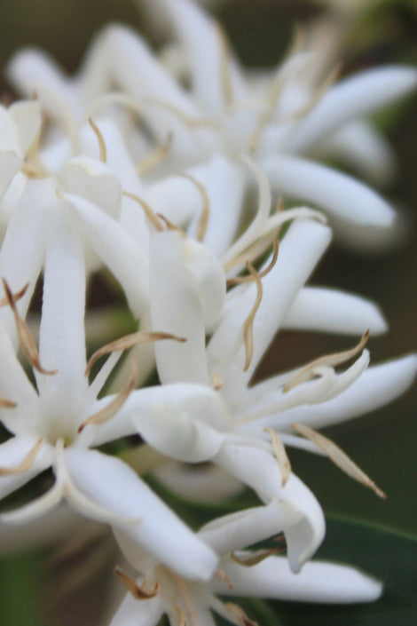 Photo of close up coffee blossoms growing. 