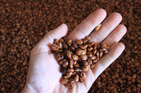 Coffee Basics: Honey Processing