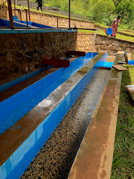 Photo of the Intango washing station in Rwanda.