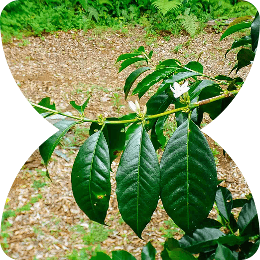 Panama