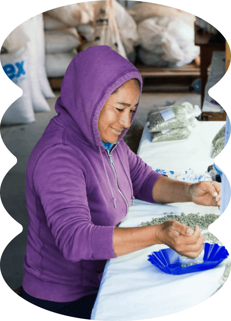 Employee hand-sorting green coffee