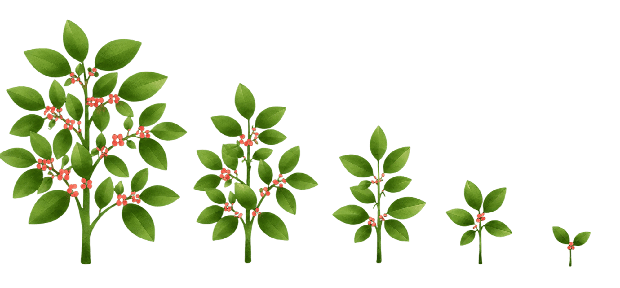 Five coffee plants of decreasing size representing employee tenure