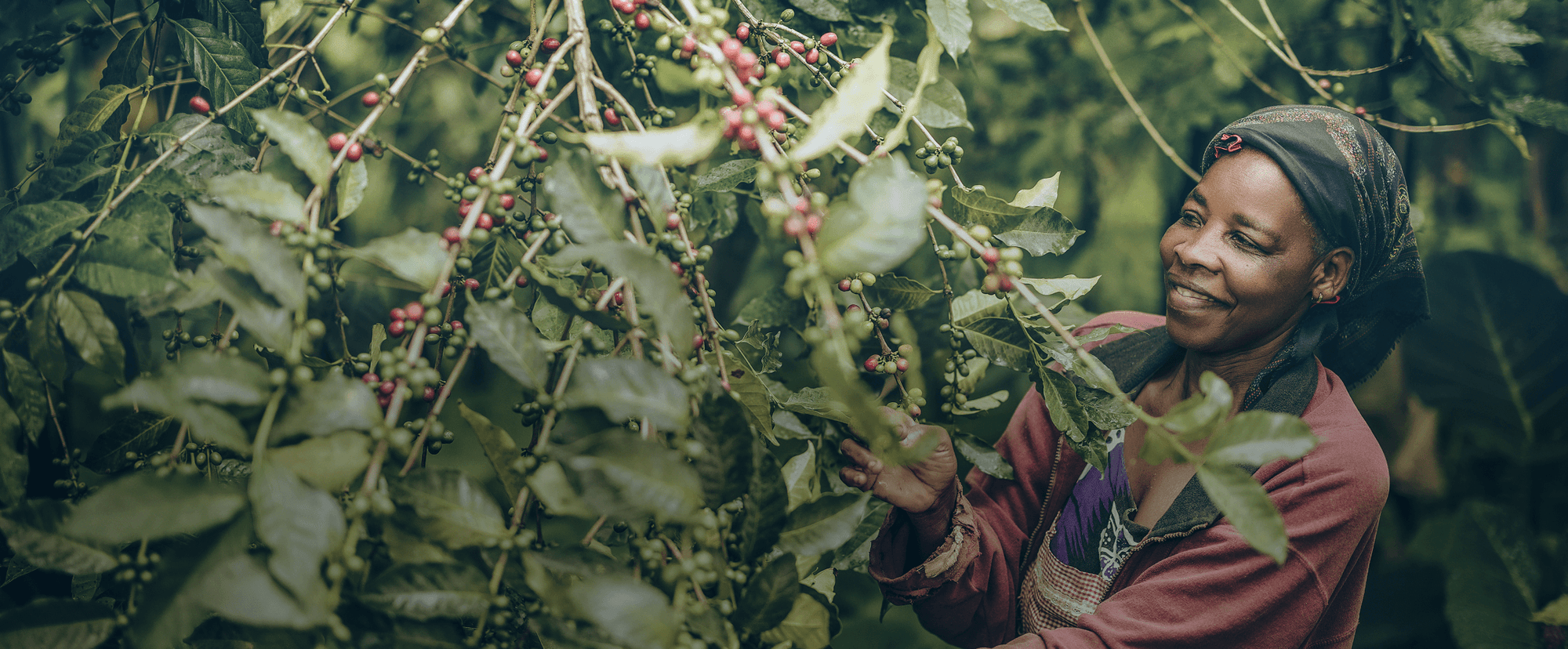 Coffee farmer in the field